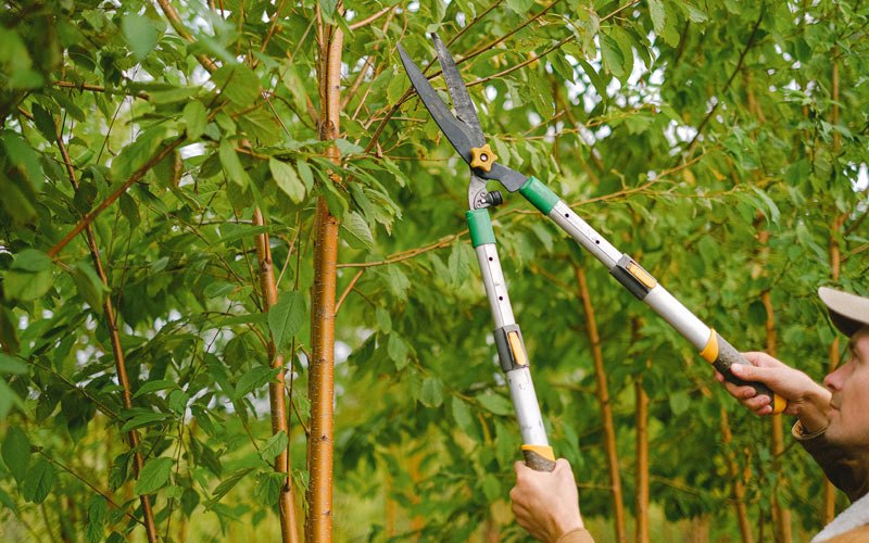 Tree trimming in Canby, CA